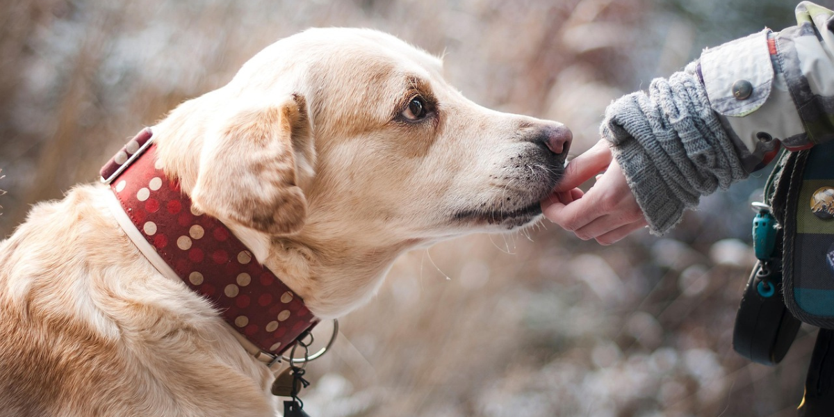 Blog-vyhrivana-miska-pro-psa-1